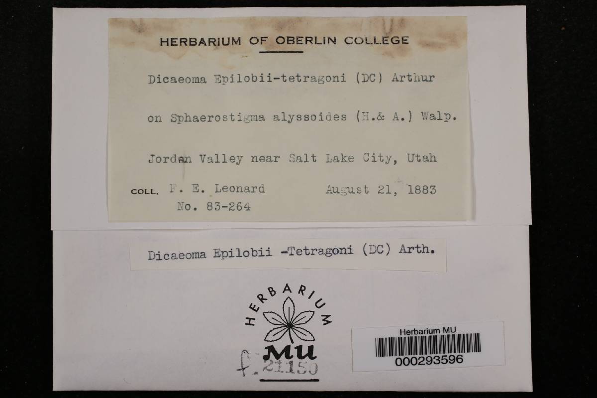 Dicaeoma epilobii-tetragoni image
