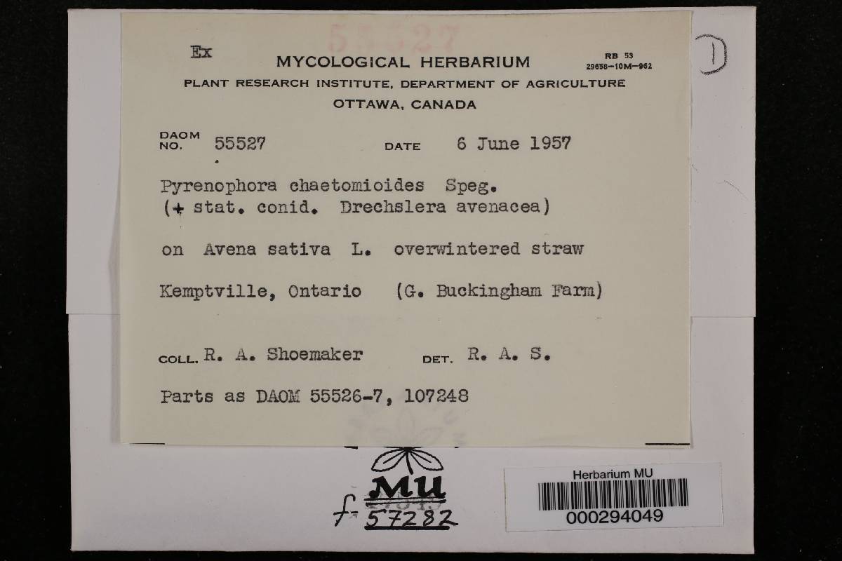 Pyrenophora chaetomioides image