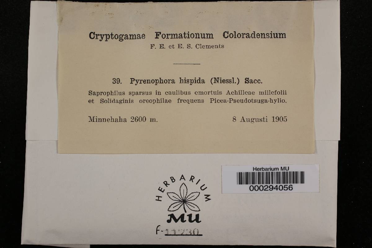 Pyrenophora hispida image