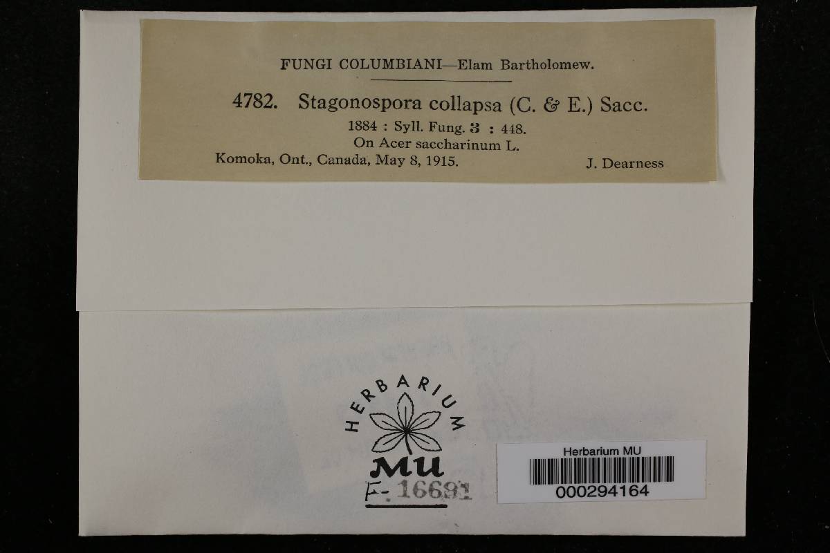 Stagonospora collapsa image