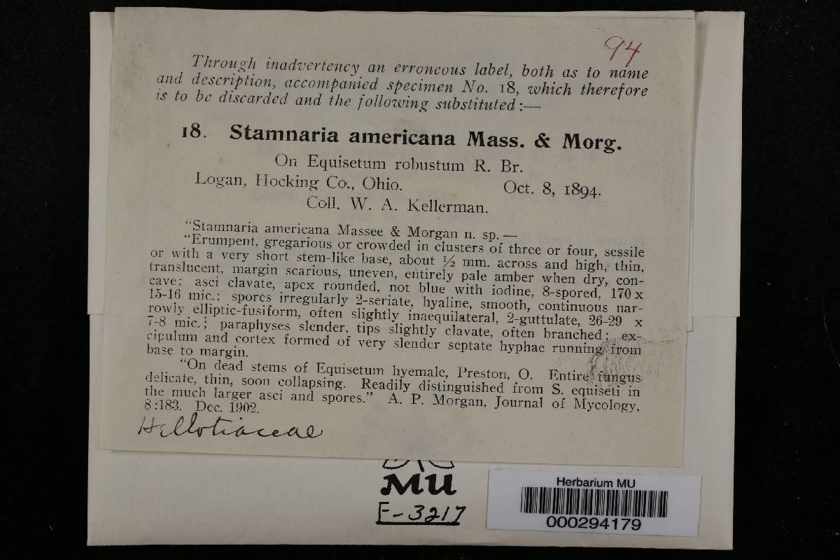 Stamnaria americana image