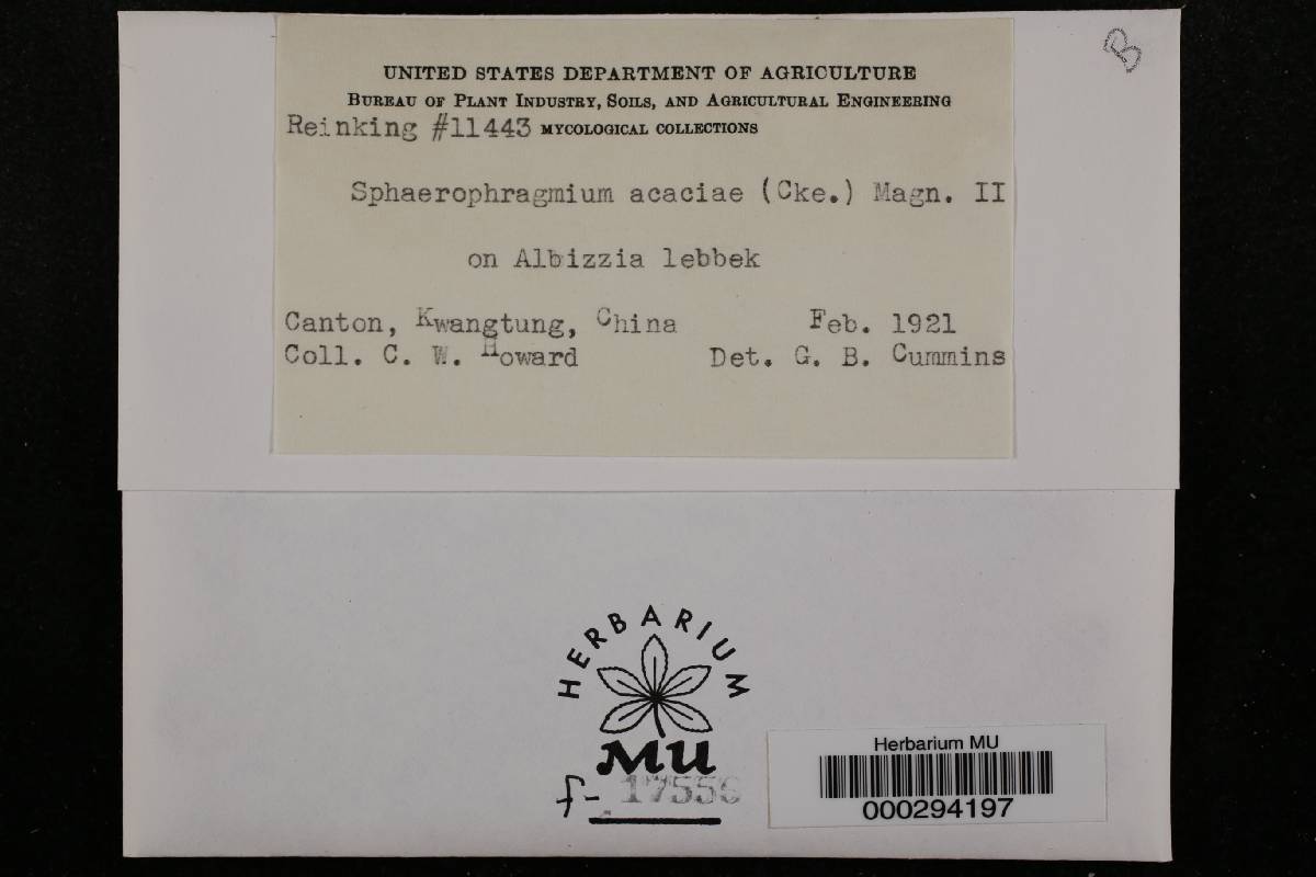 Sphaerophragmium image
