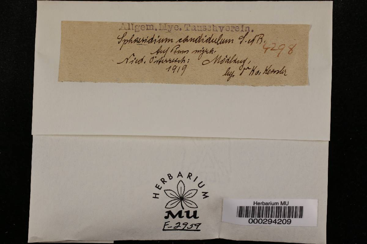 Sphaeridium candidulum image