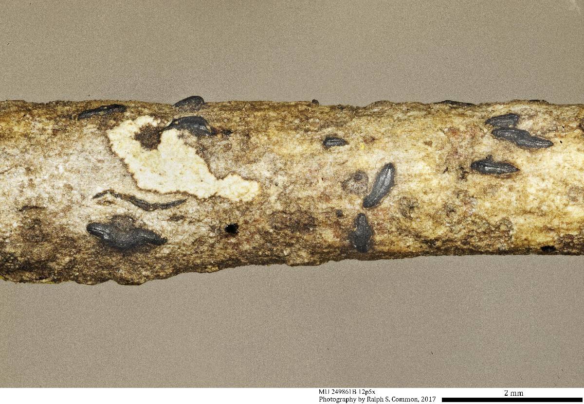 Hysteriaceae image