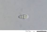 Gloniopsis praelonga image