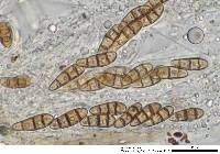 Hysterium angustatum image