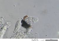 Gloniopsis praelonga image