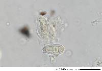 Gloniopsis praelonga image