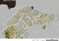 Gloniopsis praelonga image