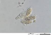 Gloniopsis praelonga image