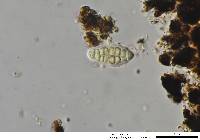 Gloniopsis praelonga image