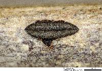 Rhytidhysteron rufulum image