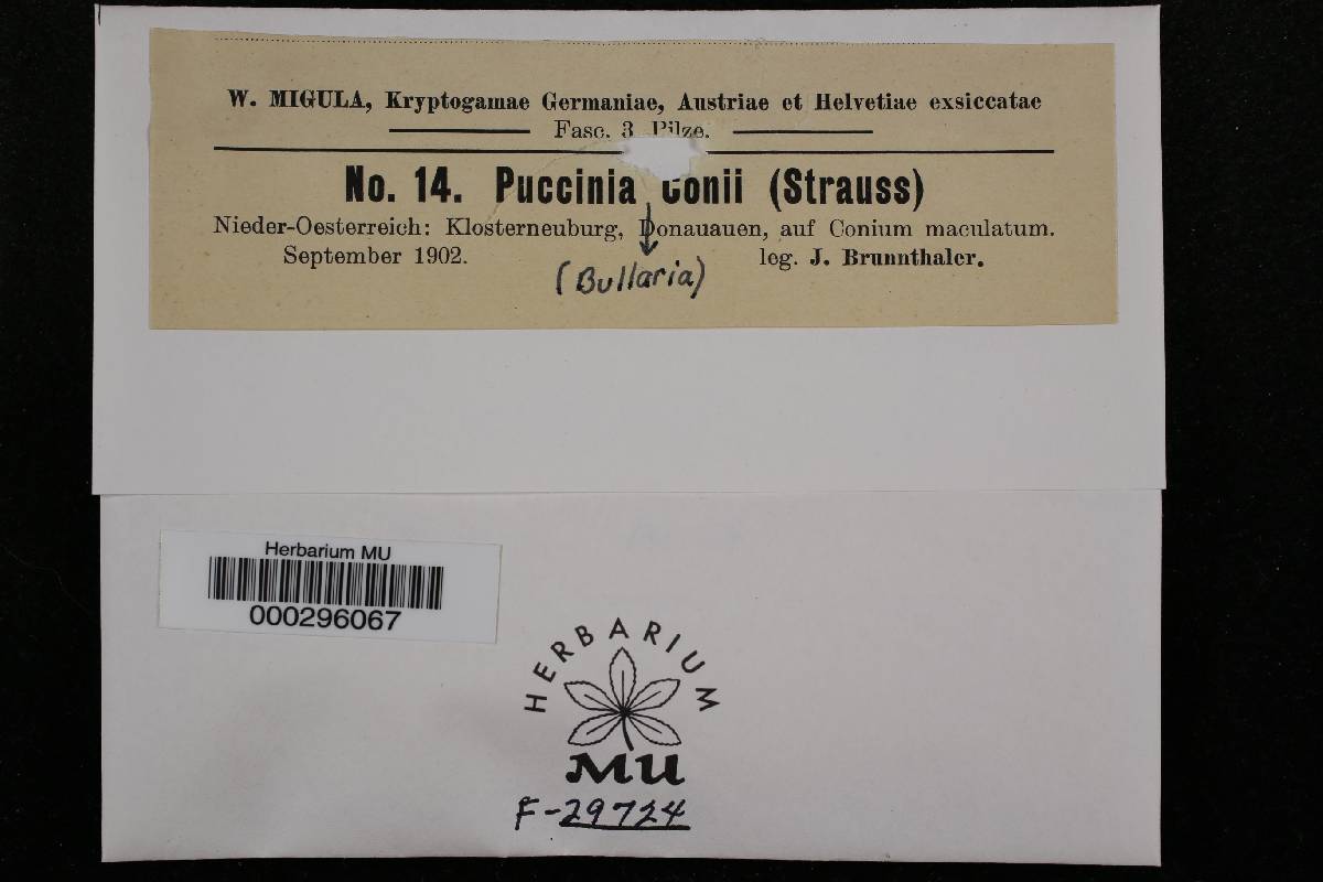 Puccinia bullaria image