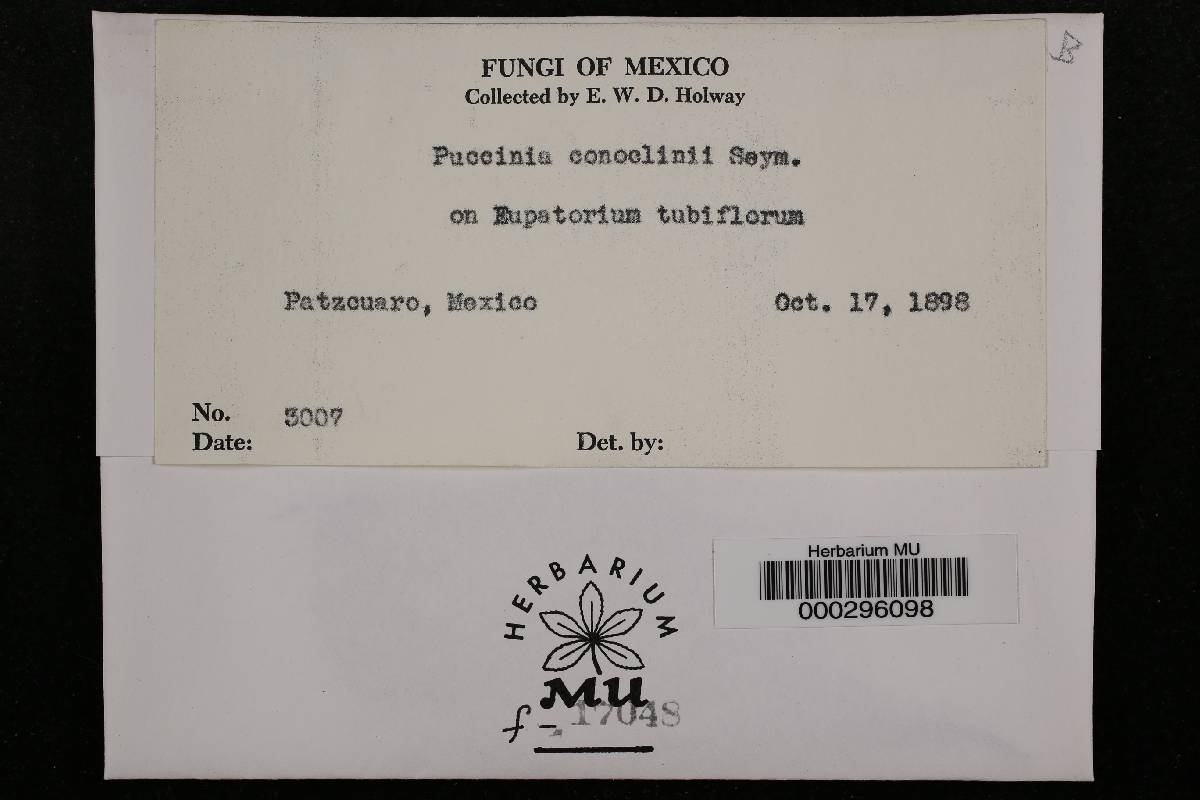 Puccinia conoclinii image