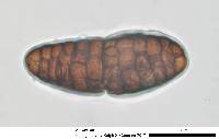 Hysterographium flexuosum image