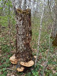 Polyporus squamosus image