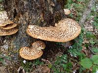 Polyporus squamosus image