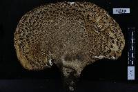 Polyporus squamosus image