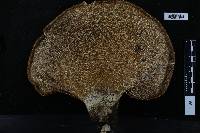 Polyporus squamosus image