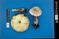 Leucoagaricus americanus image