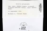 Xylaria polymorpha image