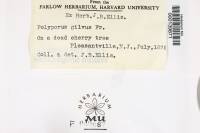Phellinus gilvus image