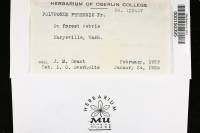 Coltricia perennis image