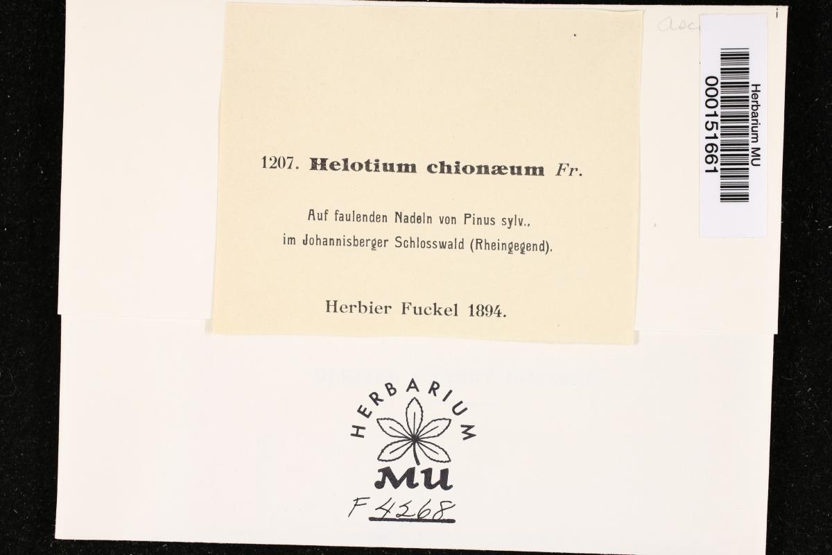 Helotium chioneum image