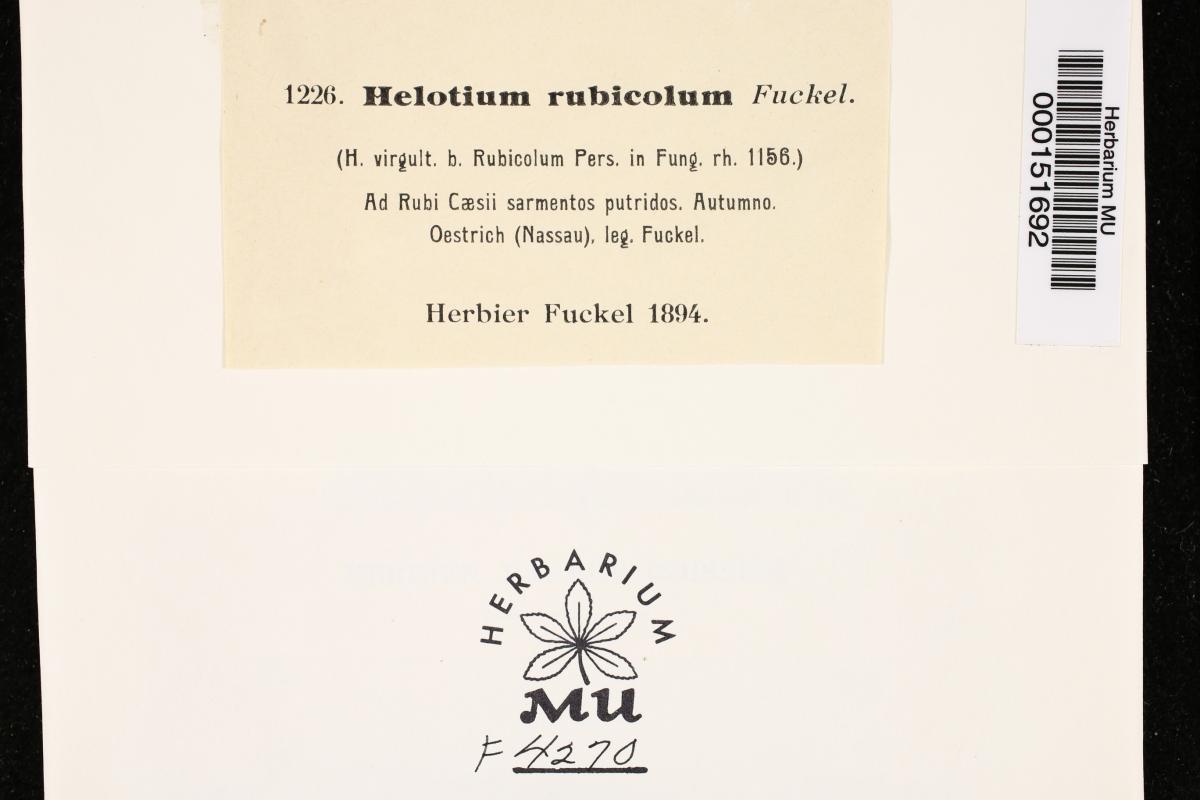 Helotium rubicolum image