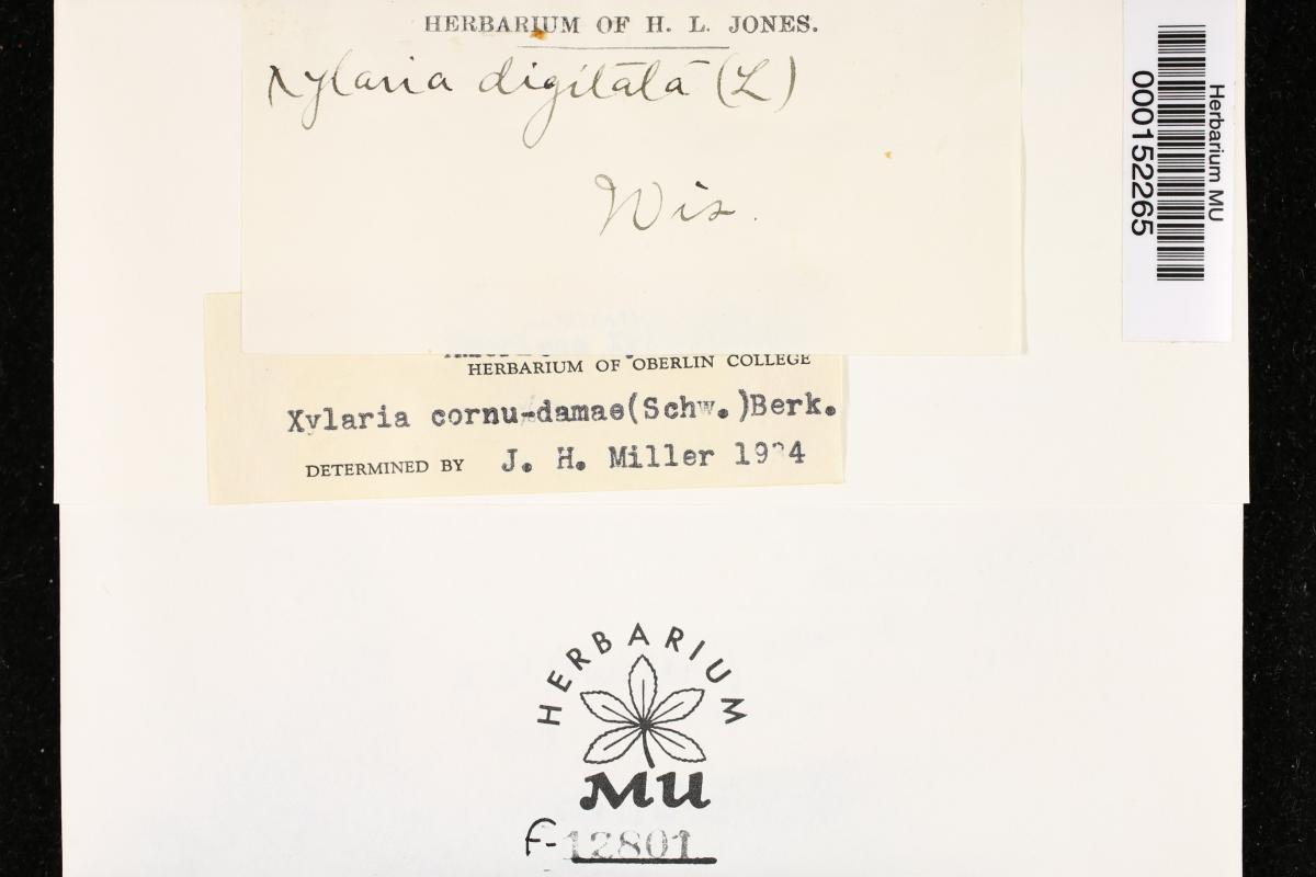 Xylaria cornu-damae image
