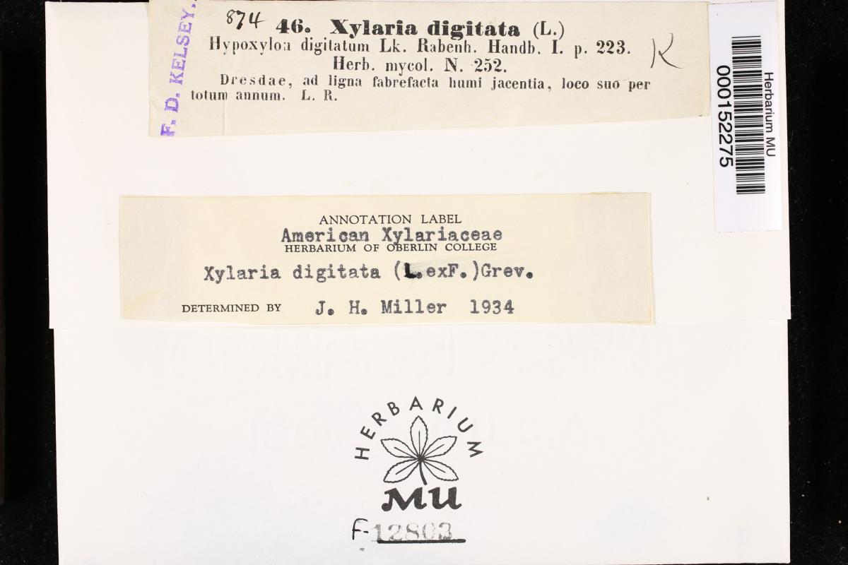 Xylaria digitata image