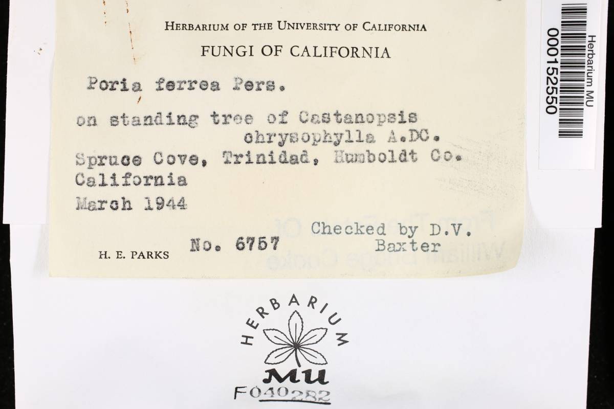 Fuscoporia ferrea image
