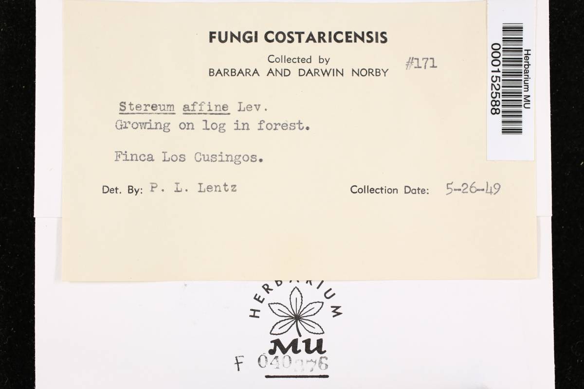 Cotylidia aurantiaca image
