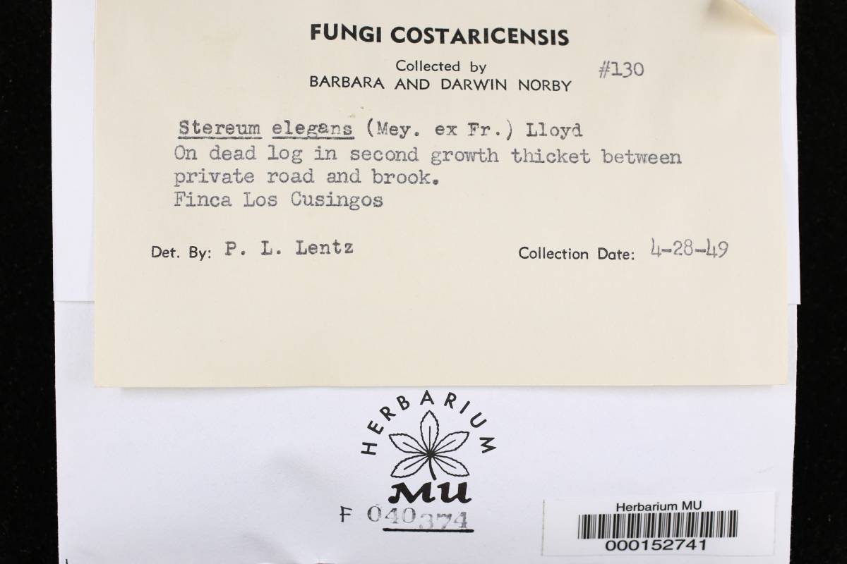 Podoscypha elegans image