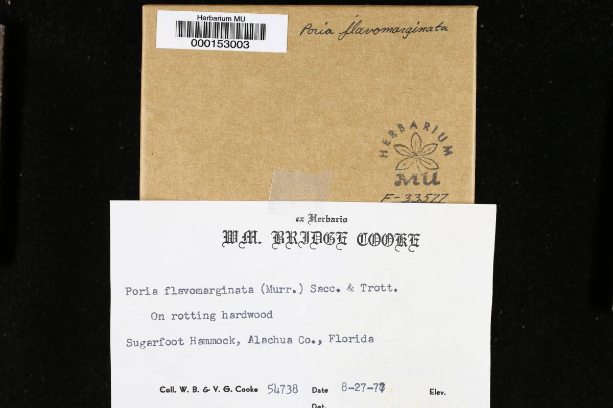 Fuscoporia flavomarginata image