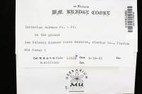 Lactarius volemus image