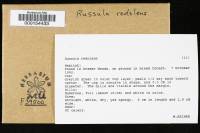 Russula redolens image