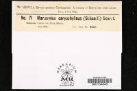 Marasmius caryophylleus image