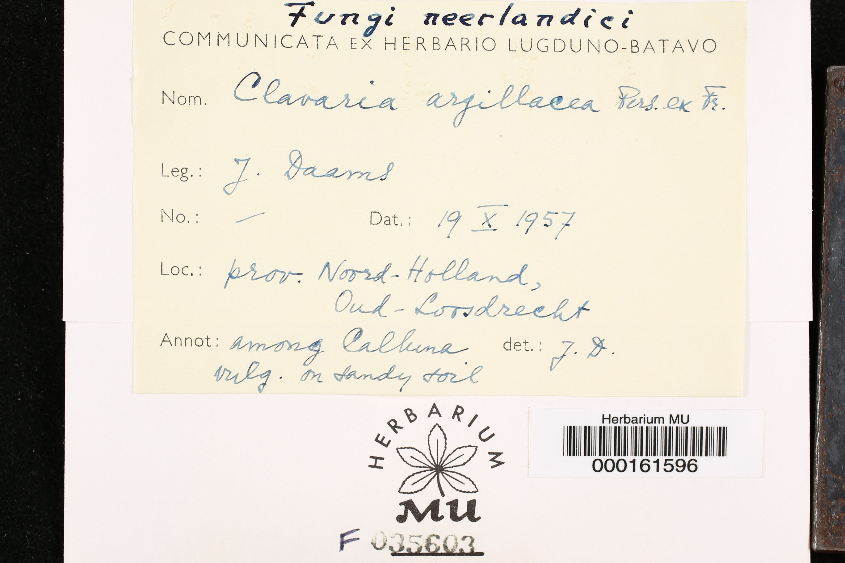 Clavaria argillacea image