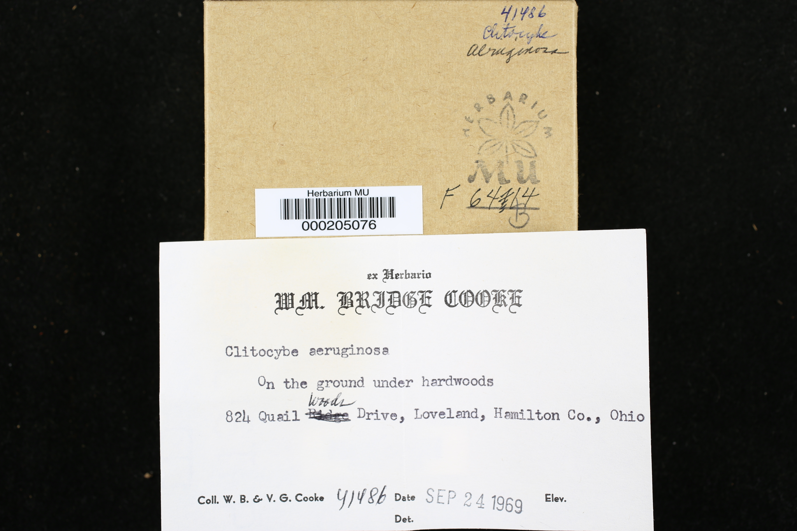 Clitocybe aeruginosa image