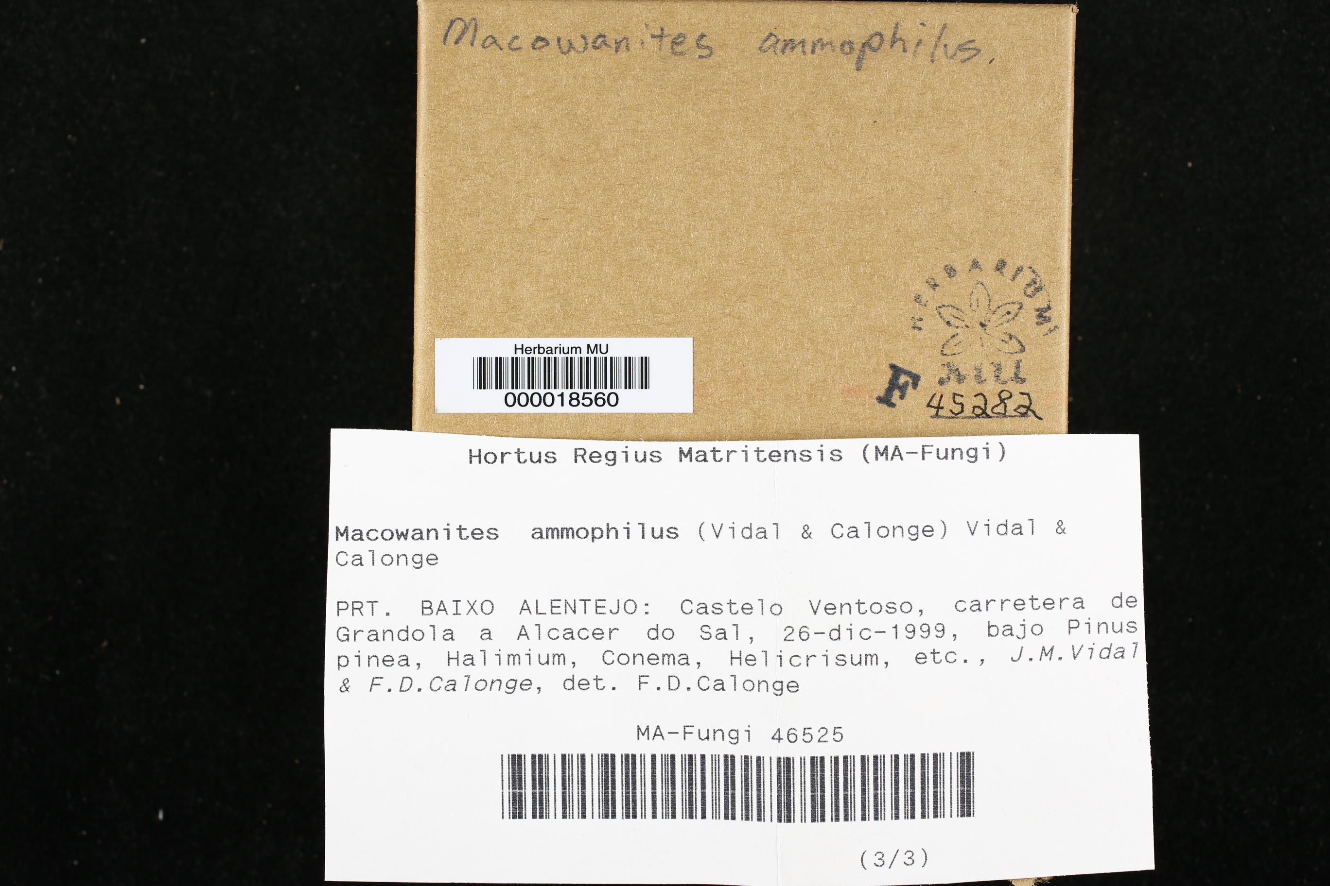 Macowanites ammophilus image