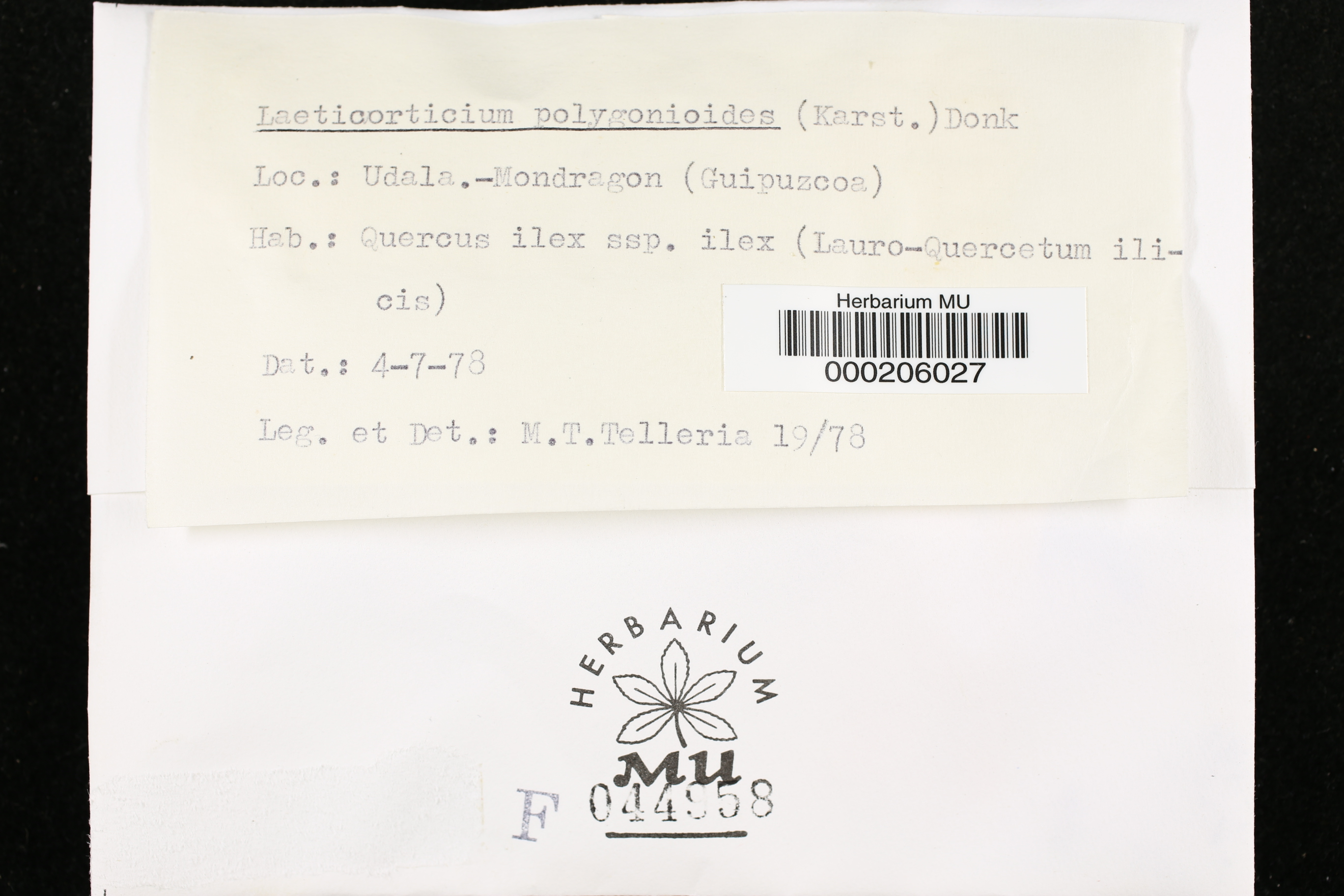 Dendrocorticium polygonioides image