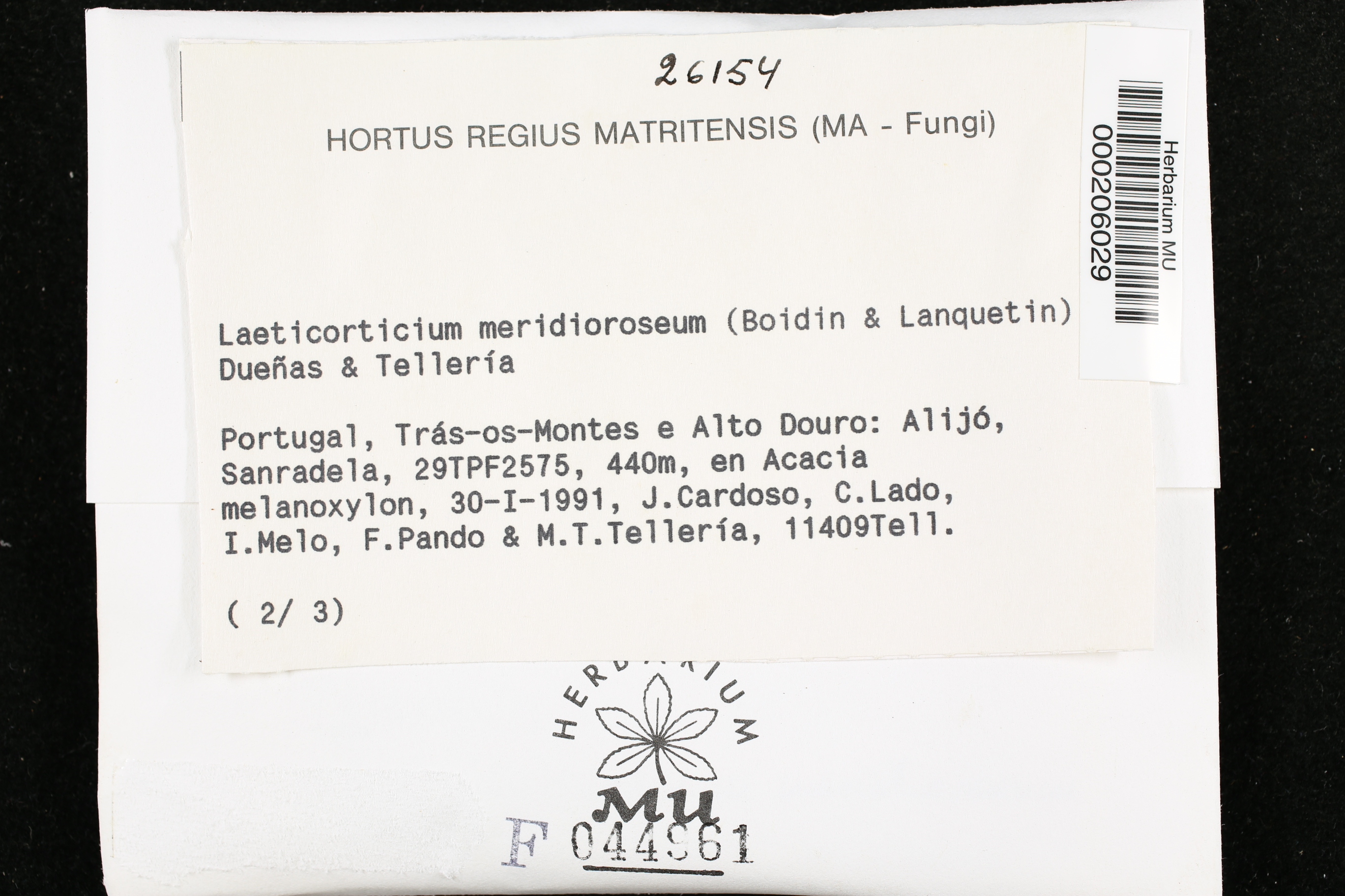 Corticium meridioroseum image