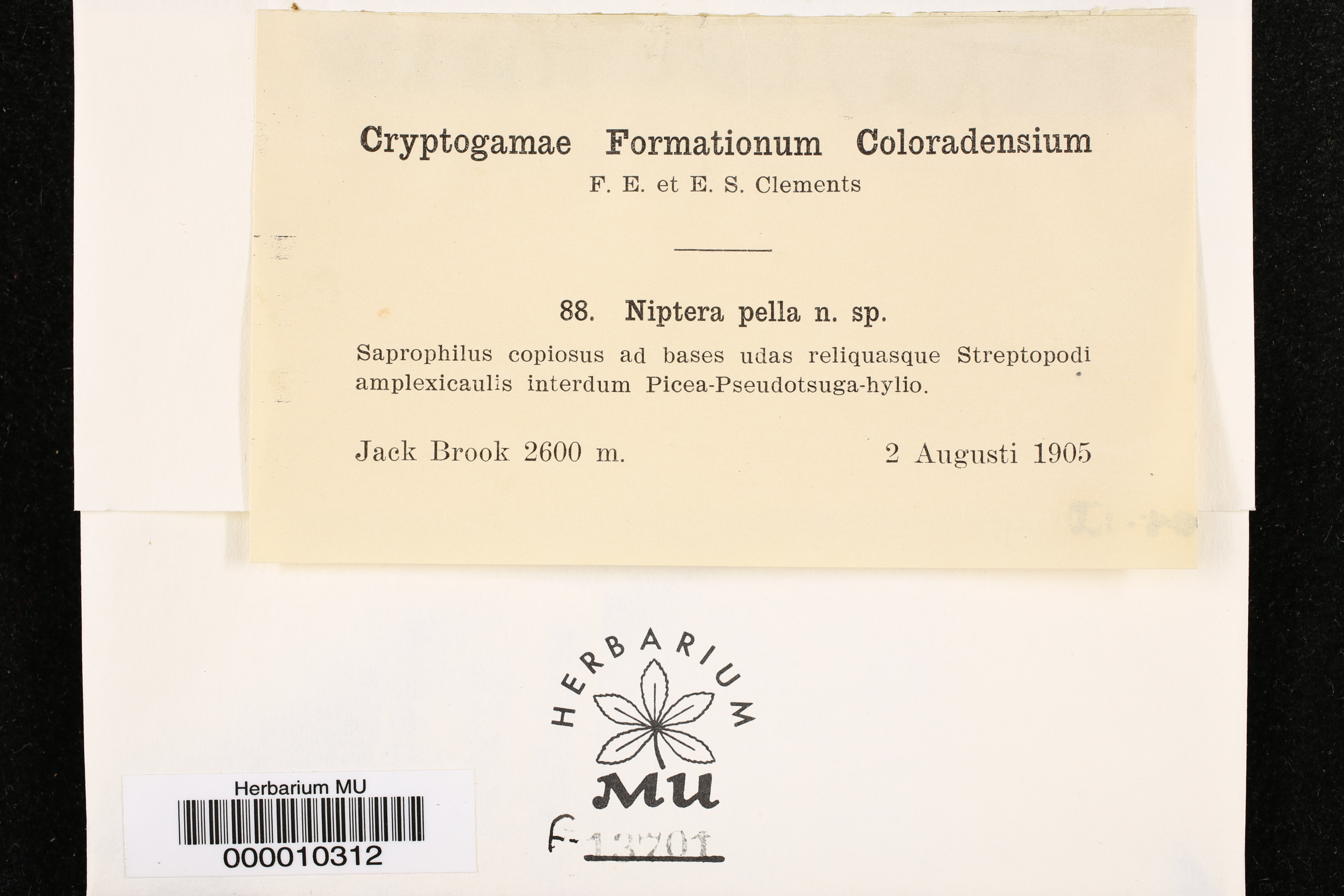 Niptera pulla image