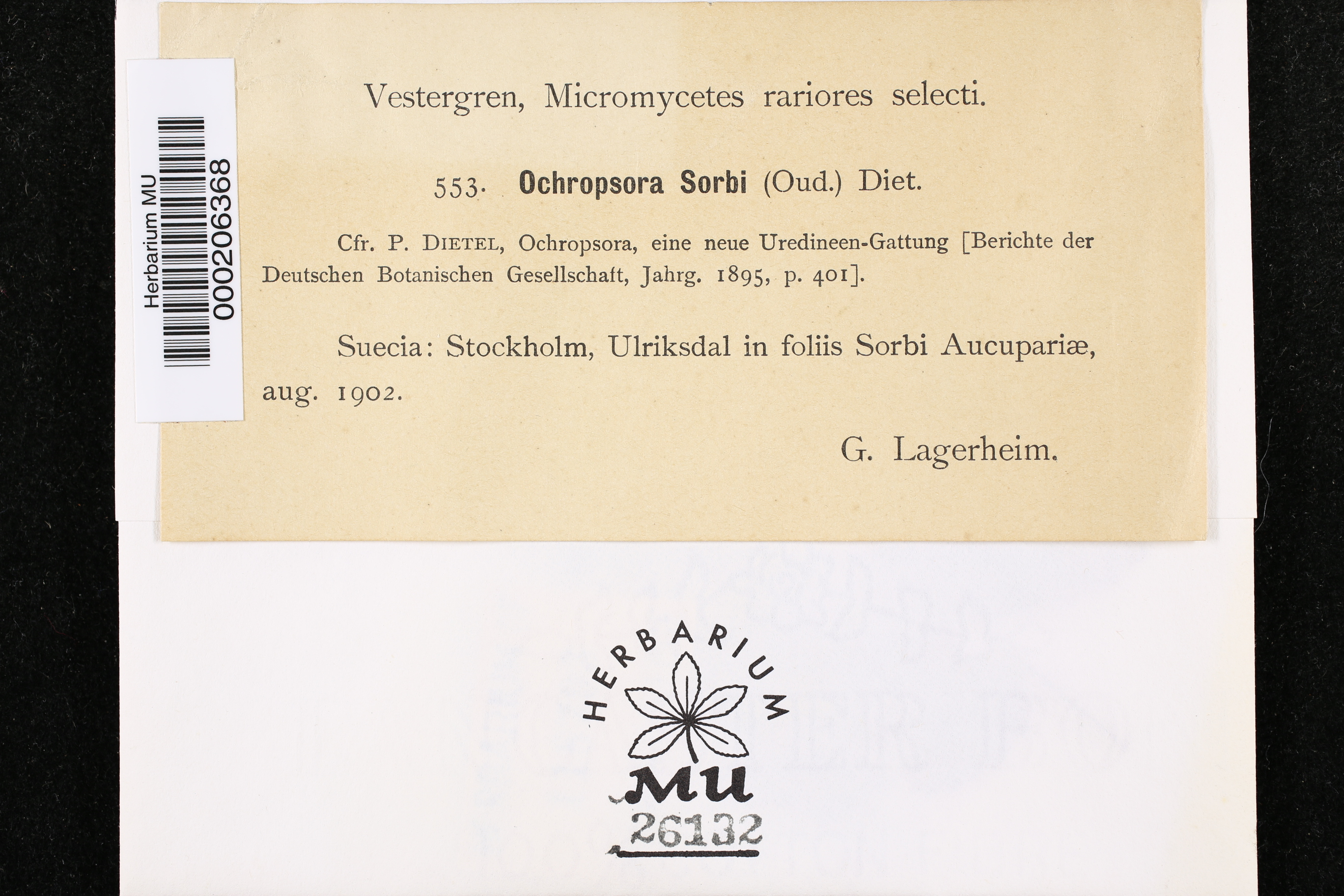 Ochropsora ariae image