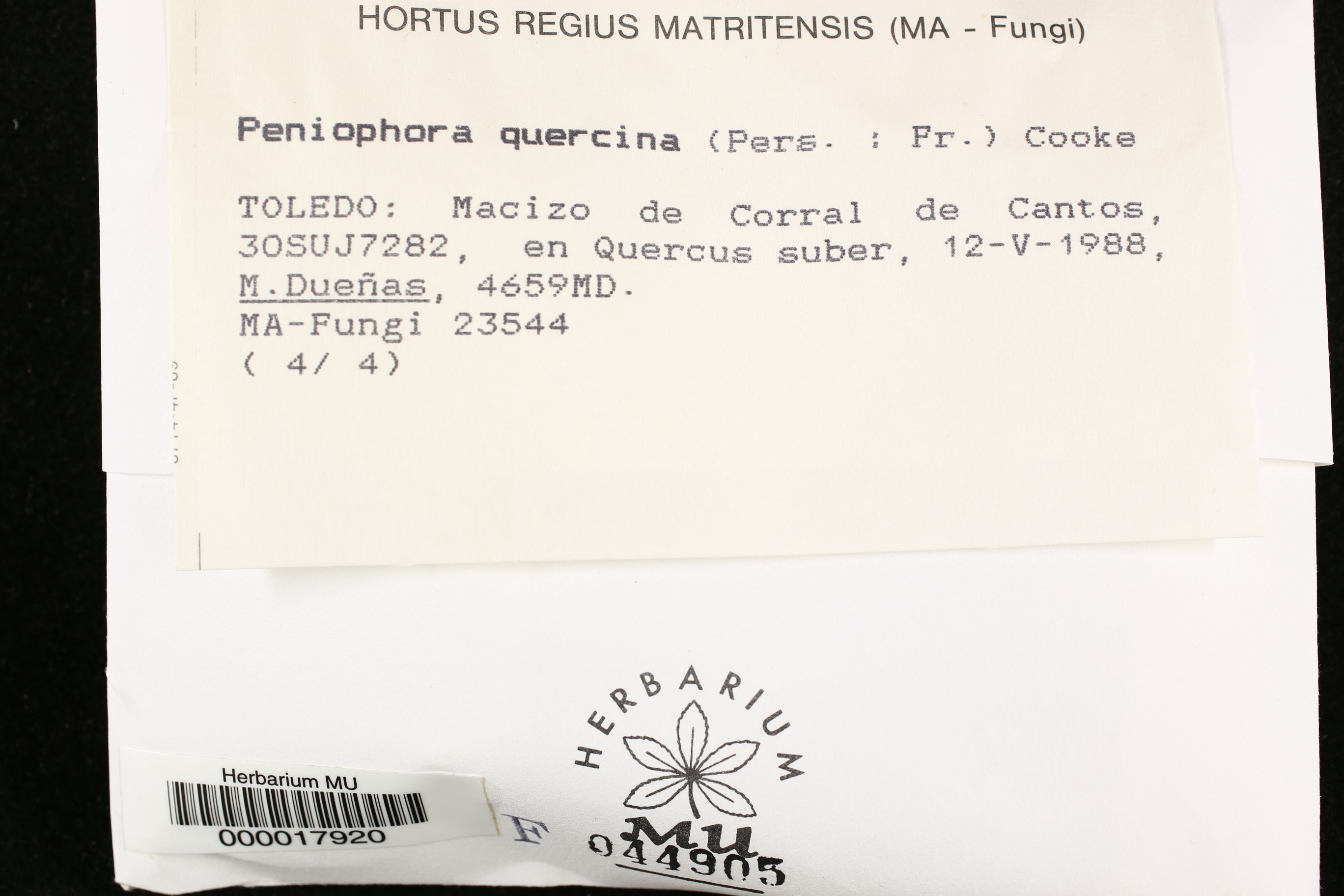 Peniophora quercina image