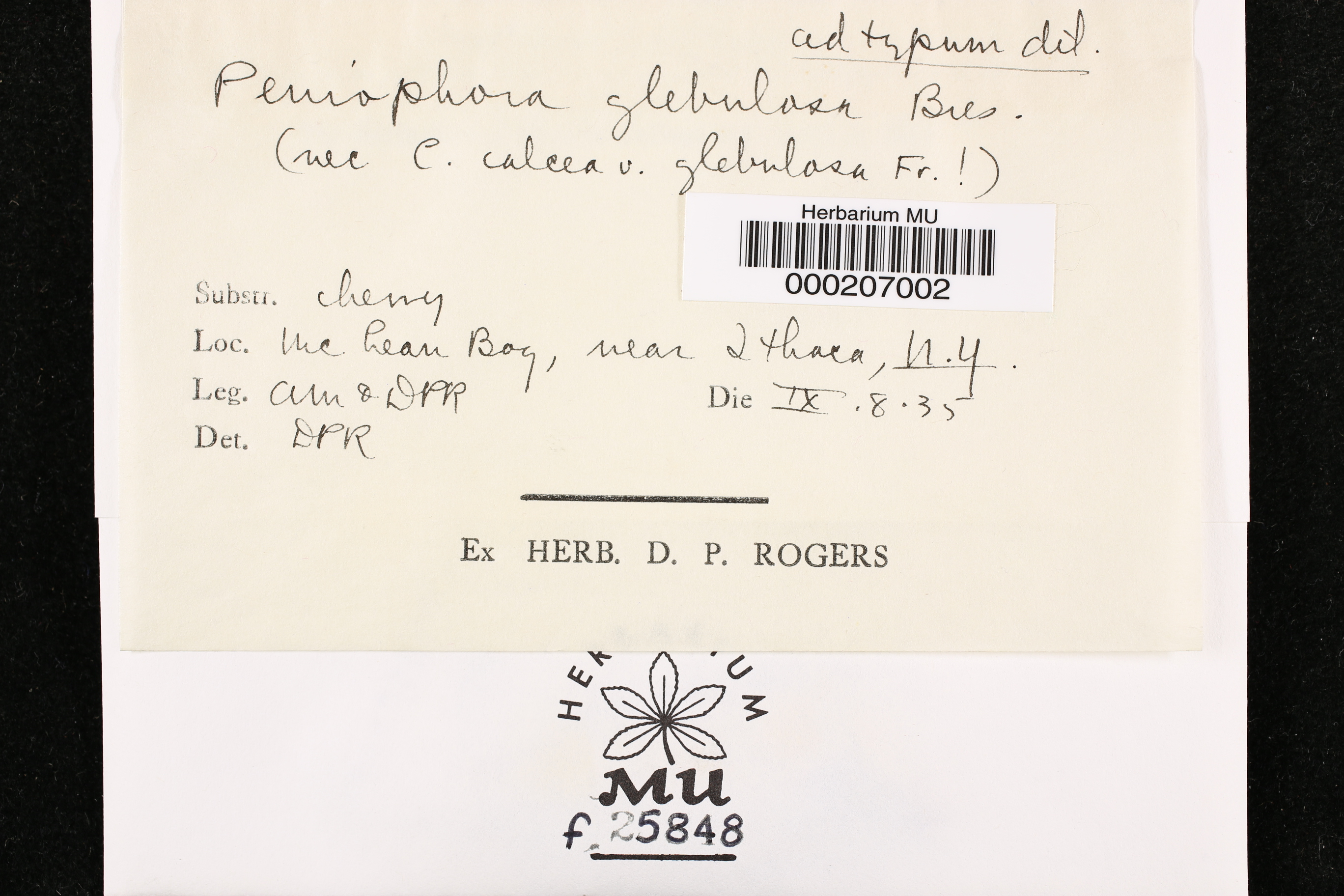 Tubulicrinis gracillimus image