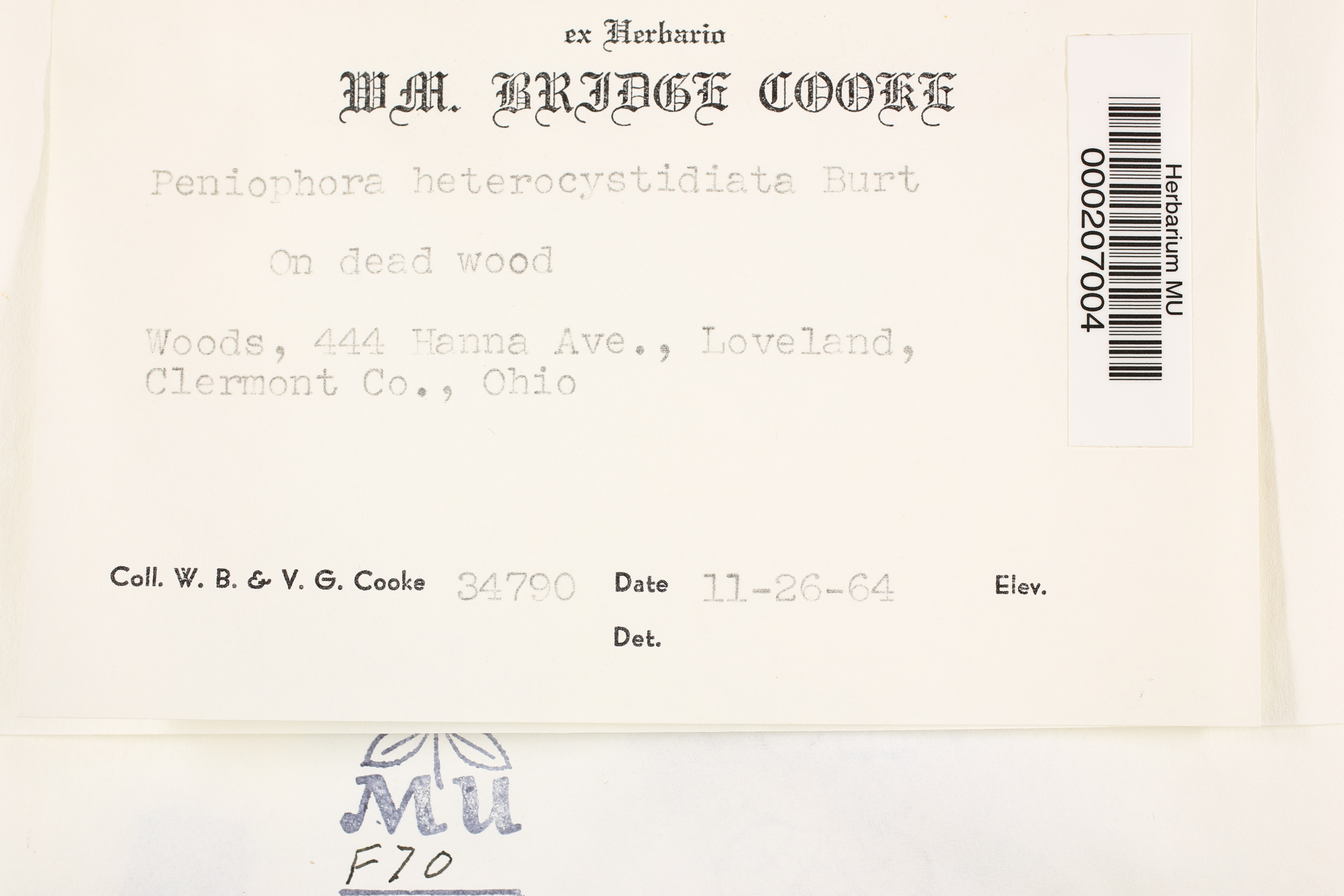 Mutatoderma heterocystidiatum image