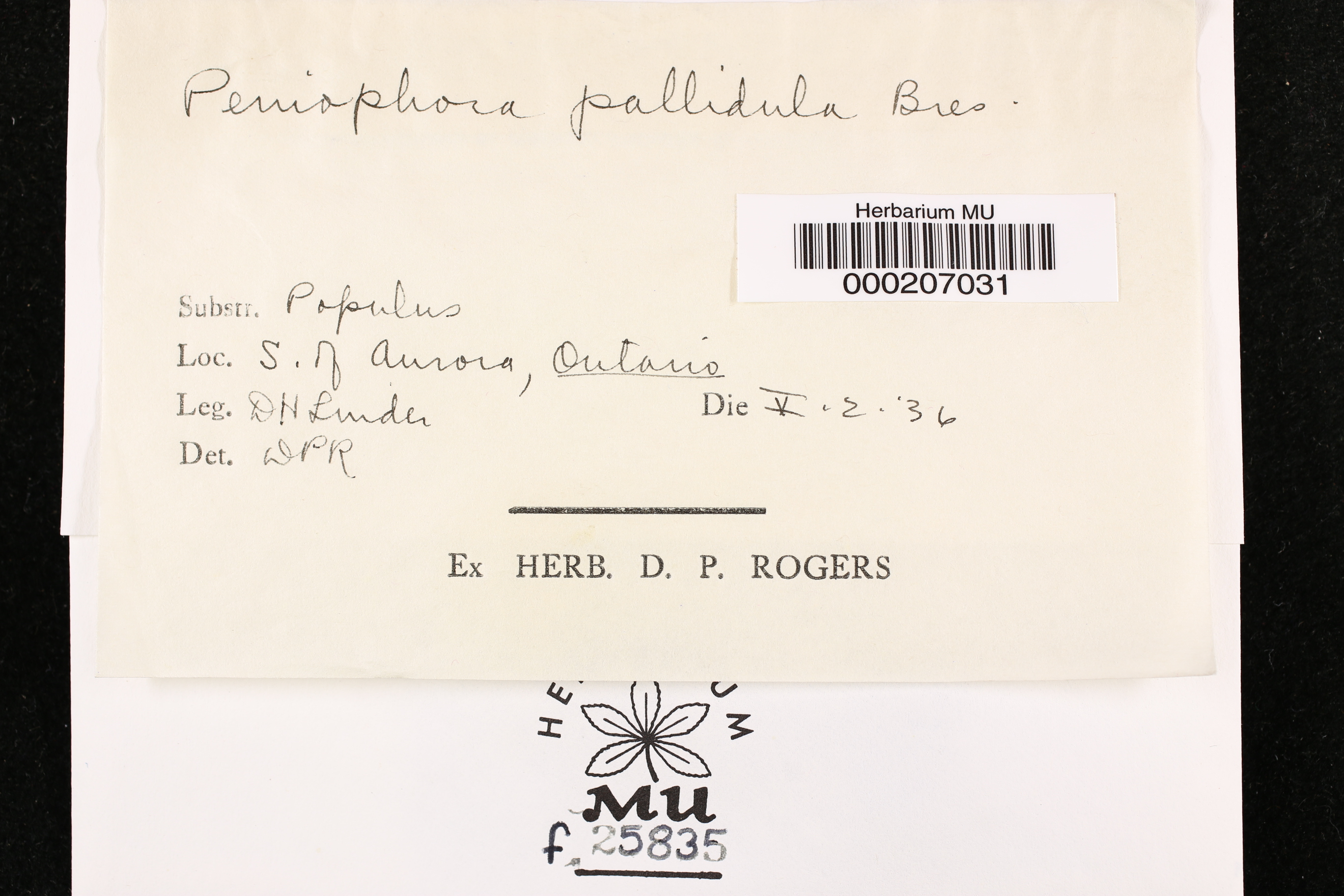 Hyphodontia pallidula image