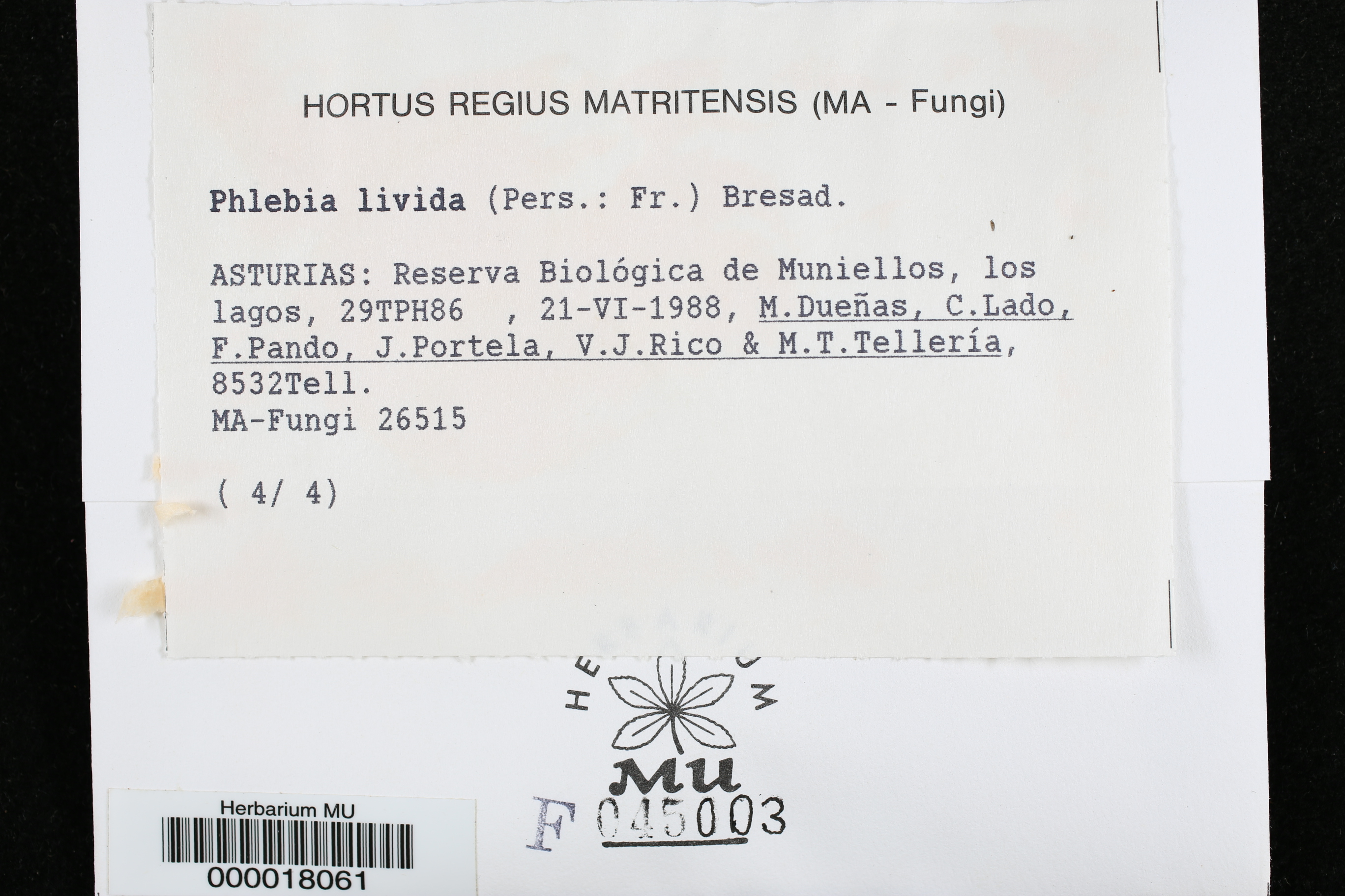 Phlebia livida image